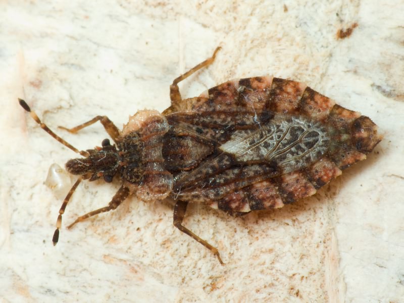 Aradus betulae (Linnaeus, 1758)